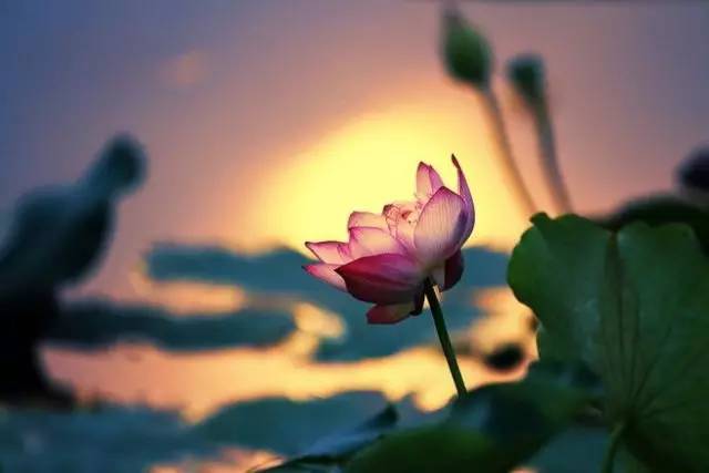 一起书写你的权游篇章 7月10日不删档全平台首发:十大足球赌注软件(图1) 足球赌注软件APP