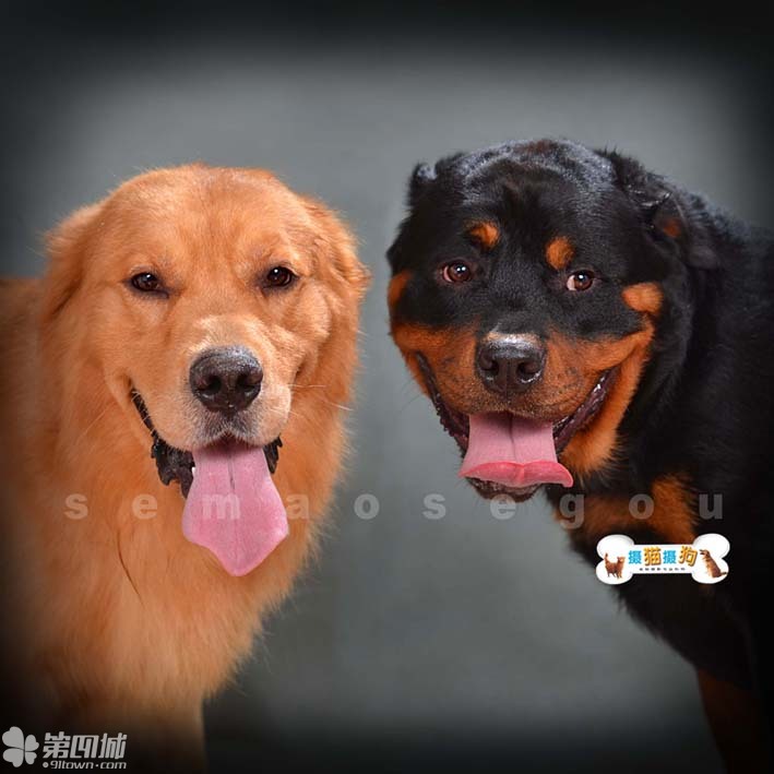 “足球赌注软件APP”捷克杯: 波希米亚1905 VS 奥洛莫茨赛出小球比分0:1(图1) 足球赌注软件APP