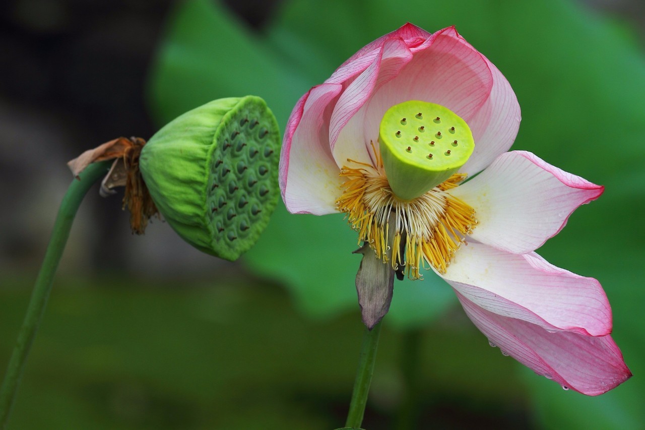 足球赌注软件APP