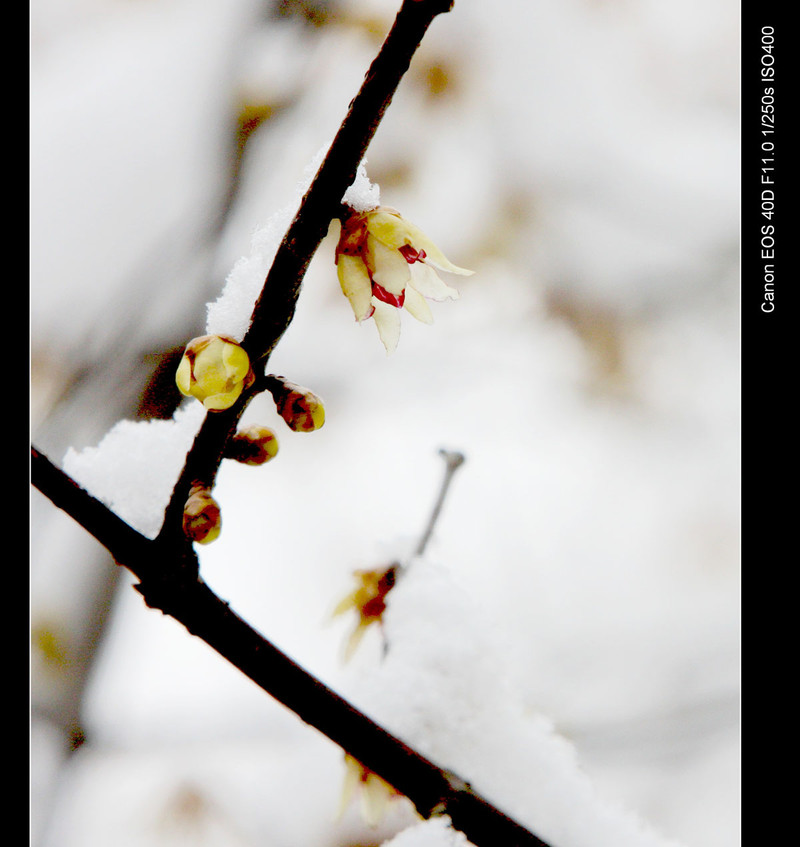 足球赌注软件APP