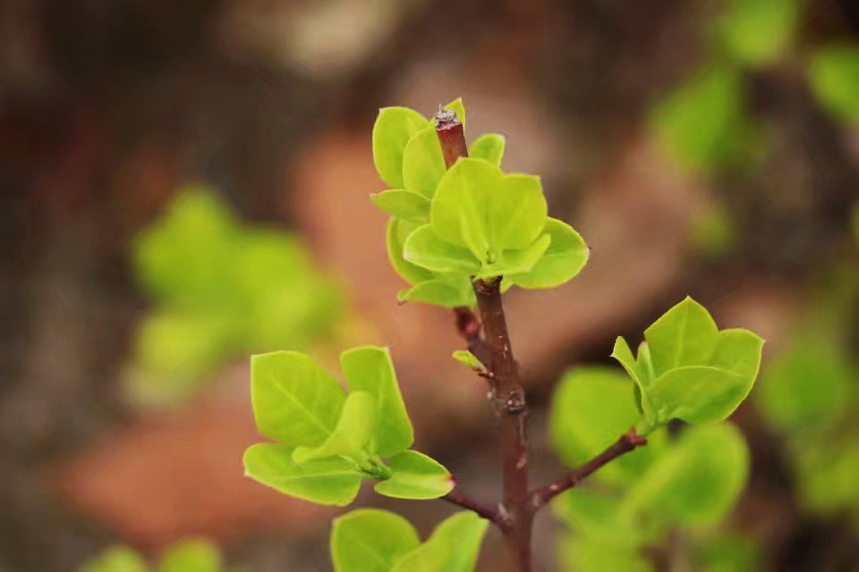 十大足球赌注软件排行榜