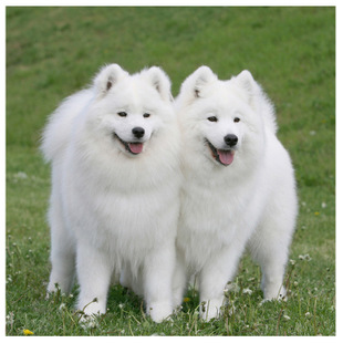 中国消防官博吐槽《绝地求生》主播:身上着火别瞎跑‘足球赌注软件APP’(图2) 十大足球赌注软件