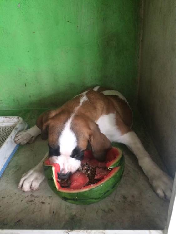 十大足球赌注软件排行榜