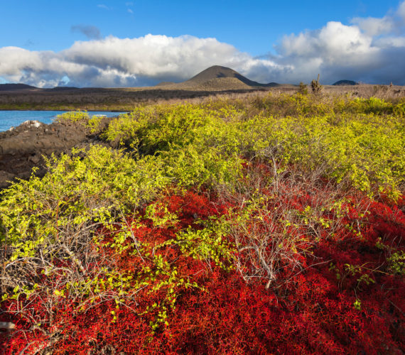 足球赌注软件APP