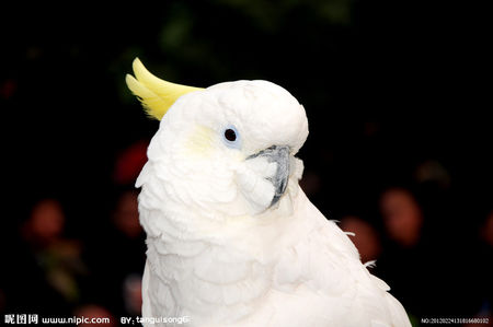 十大足球赌注软件