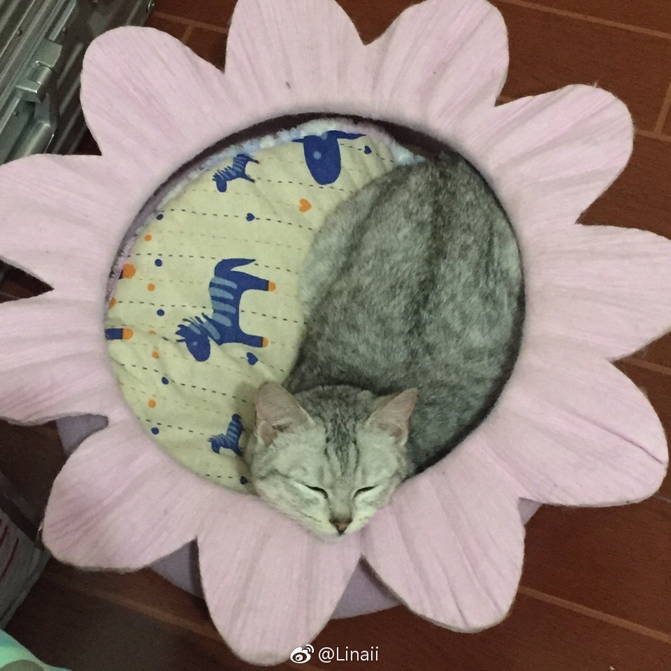 十大足球赌注软件排行榜：不只是小姐姐和福利！还有最真实的网球体验！